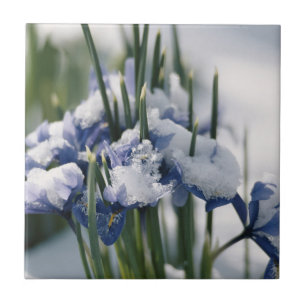 Nahaufnahme der Iris Fliese