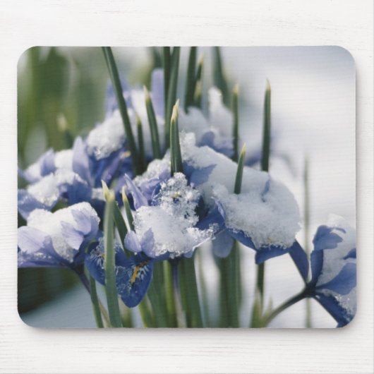 Nahaufnahme der Iris Mousepad (Vorne)