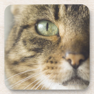 Nahaufnahme der Katze (Fokus auf Auge) Getränkeuntersetzer