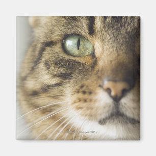 Nahaufnahme der Katze (Fokus auf Auge) Magnet