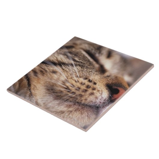 Nahaufnahme der Katzenbärte und -mündung Fliese (Seite)