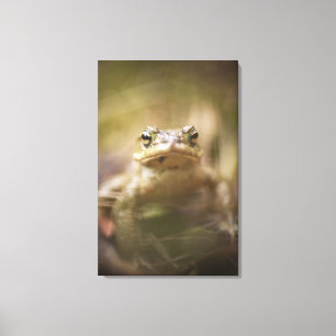 Nahaufnahme der Kröte Leinwanddruck