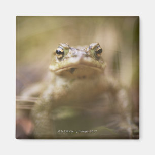 Nahaufnahme der Kröte Magnet