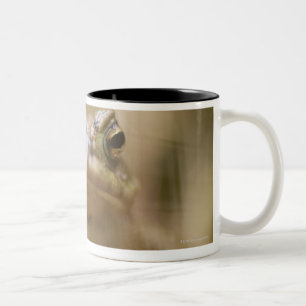 Nahaufnahme der Kröte Zweifarbige Tasse