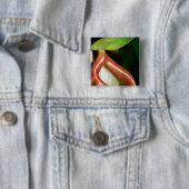 Nahaufnahme der Krug-Pflanze Button (Beispiel)