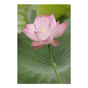 Nahaufnahme der Lotusblüte, Nelumbo nucifera), Fotodruck