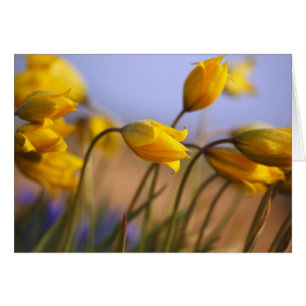 Nahaufnahme der Narzissen