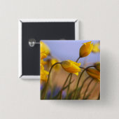 Nahaufnahme der Narzissen Button (Vorne & Hinten)