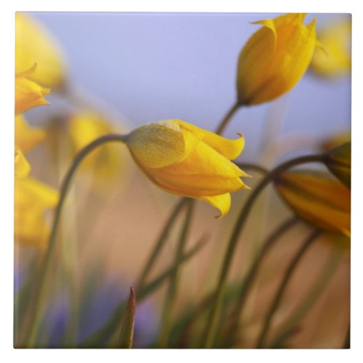 Nahaufnahme der Narzissen Fliese (Vorderseite)