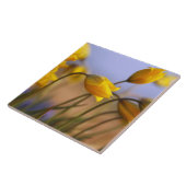 Nahaufnahme der Narzissen Fliese (Seite)