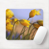 Nahaufnahme der Narzissen Mousepad (Mit Mouse)