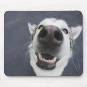 Nahaufnahme der Nase des Schlittenhunds Mousepad