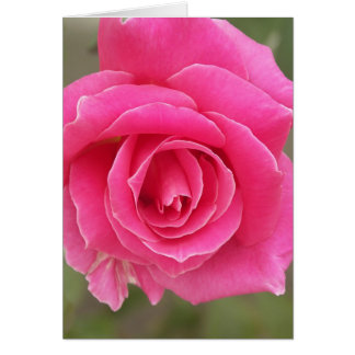 Nahaufnahme der rosa Rose