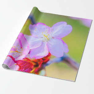 Nahaufnahme der rosa Sakura Kirschblüten Geschenkpapier