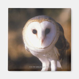 'Nahaufnahme der Schleiereule, Land zwischen Seen, Magnet