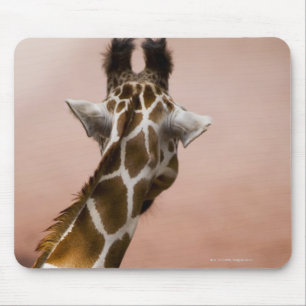Nahaufnahme der somalischen Giraffe (Giraffa Mousepad