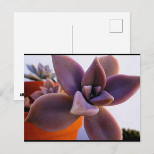 Nahaufnahme der Sukkulente Ghost-plant Postkarte