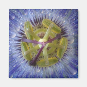 Nahaufnahme der taufrischen Passionsblume. Credit  Magnet