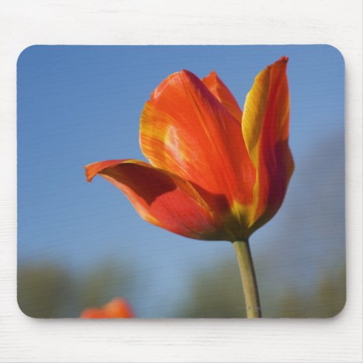 Nahaufnahme der Tulpe-Blumen Mousepad (Vorne)