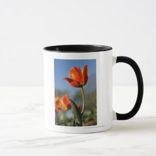 Nahaufnahme der Tulpe-Blumen Tasse
