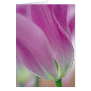 Nahaufnahme der Unterseite einer Tulpenblüte, 2
