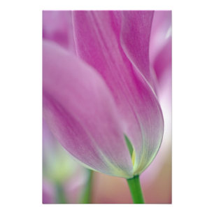 Nahaufnahme der Unterseite einer Tulpenblüte, 2 Fotodruck