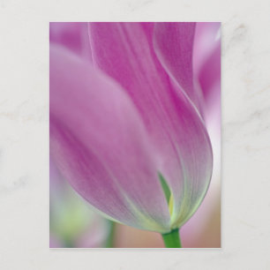 Nahaufnahme der Unterseite einer Tulpenblüte, 2 Postkarte