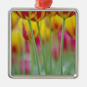 Nahaufnahme der Unterseite einer Tulpenblüte, 3 Silbernes Ornament