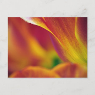 Nahaufnahme der Unterseite einer Tulpenblüte, 4 Postkarte