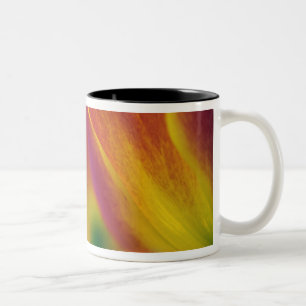 Nahaufnahme der Unterseite einer Tulpenblüte, 4 Zweifarbige Tasse