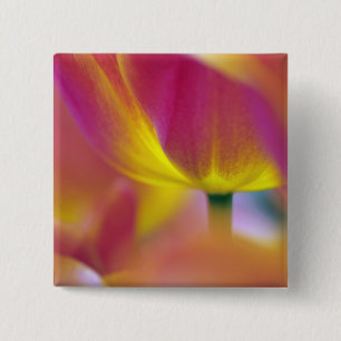Nahaufnahme der Unterseite einer Tulpenblüte, Kuek Button