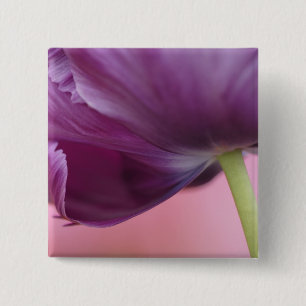 Nahaufnahme der Unterseite einer Tulpenblüte, Kuek Button