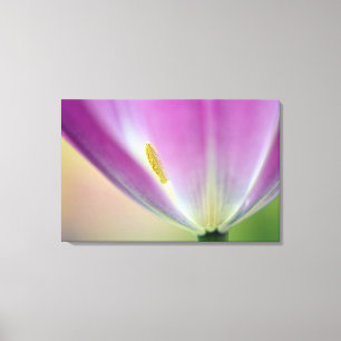 Nahaufnahme der Unterseite einer Tulpenblüte, Kuek Leinwanddruck