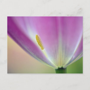 Nahaufnahme der Unterseite einer Tulpenblüte, Kuek Postkarte