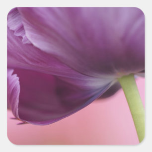 Nahaufnahme der Unterseite einer Tulpenblüte, Kuek Quadratischer Aufkleber
