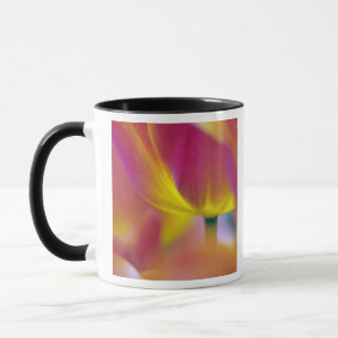 Nahaufnahme der Unterseite einer Tulpenblüte, Kuek Tasse