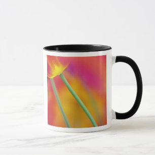 Nahaufnahme der Unterseite einer Tulpenblüte, Tasse