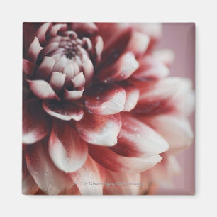 Nahaufnahme der Wassertropfen auf einer Blume Magnet