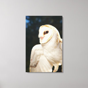 Nahaufnahme der wilden Eule Leinwanddruck