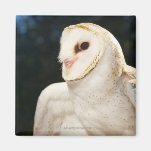 Nahaufnahme der wilden Eule Magnet