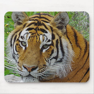 Nahaufnahme des Gesichts eines Sibirischen Tigers Mousepad