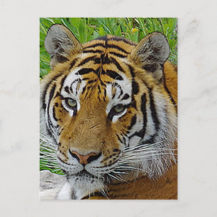 Nahaufnahme des Gesichts eines Sibirischen Tigers Postkarte