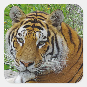 Nahaufnahme des Gesichts eines Sibirischen Tigers Quadratischer Aufkleber