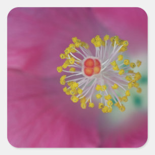Nahaufnahme des Hibiskusblütenstaubfadens, Hibisku Quadratischer Aufkleber