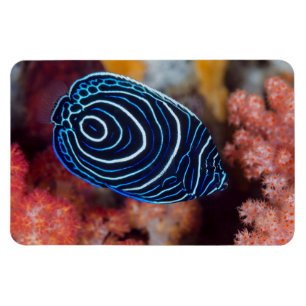 Nahaufnahme des Kaiser-Engelfisches Magnet