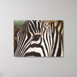 Nahaufnahme des Kopfes des Zebras Leinwanddruck
