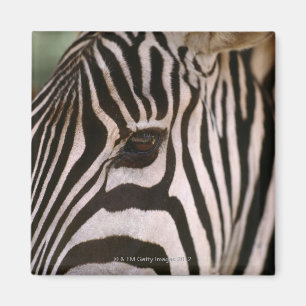 Nahaufnahme des Kopfes des Zebras Magnet