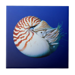 Nahaufnahme des Perlbootes Fliese