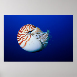 Nahaufnahme des Perlbootes Poster
