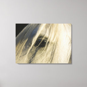 Nahaufnahme des Pferdeauges Leinwanddruck